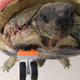 Image for article titled Lego wheel turns tortoise into a bionic turtle